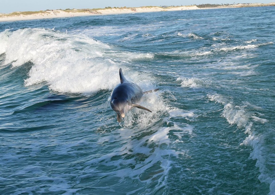 Sun Harbor Marina Dolphin Tours