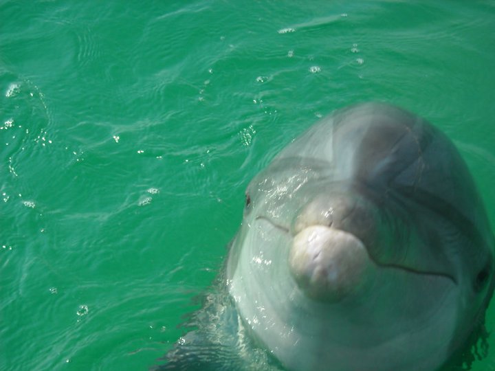 blue dolphin tours panama city florida