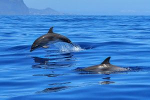 Dolphin Tours in Rosemary Beach