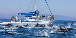 Dolphin cruises and Boating Laguna Beach 