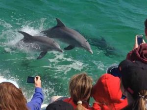 DOLPHIN CRUISE OF Pensacola Beach