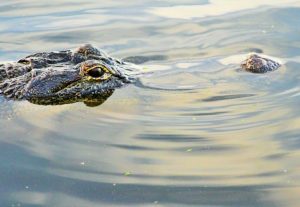 Gator Lake at St. Andrews