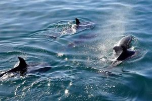 Dolphin Sightseeing Sail in Upper Grand Lagoon Florida