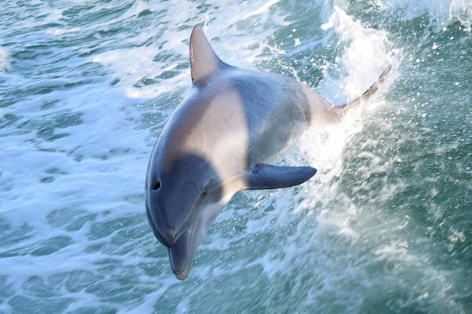 Dolphin Tours in C.S.S Yacht Basin, FL