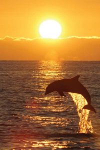 Dolphin tour and Sunset cruise at Sisters Of The Sea Florida