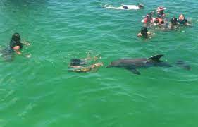 Flippers Dolphin Tours in Lower Grand Lagoon FL