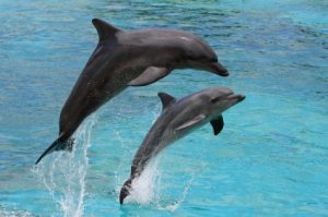 Sightseeing and Dolphin In Captain Anderson's Marina Tours