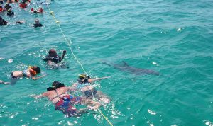 Shell Island Snorkeling