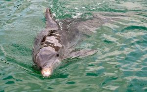 St Andrew's State Park Dolphin tours