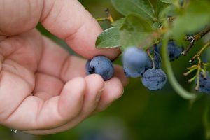 Pick Blueberries Alys Beach