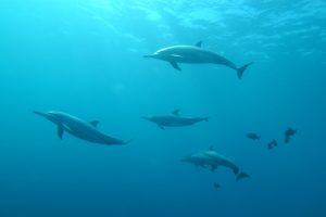 Dolphin Tours Inlet Beach