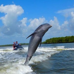 Dolphin Tours in Carl Grey Park Florida