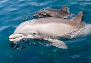 Dolphins give birth to their young tail first