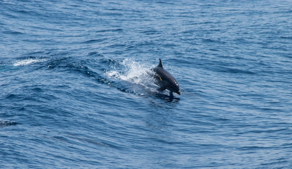 Best Dolphin Tour in Laguna Beach Florida