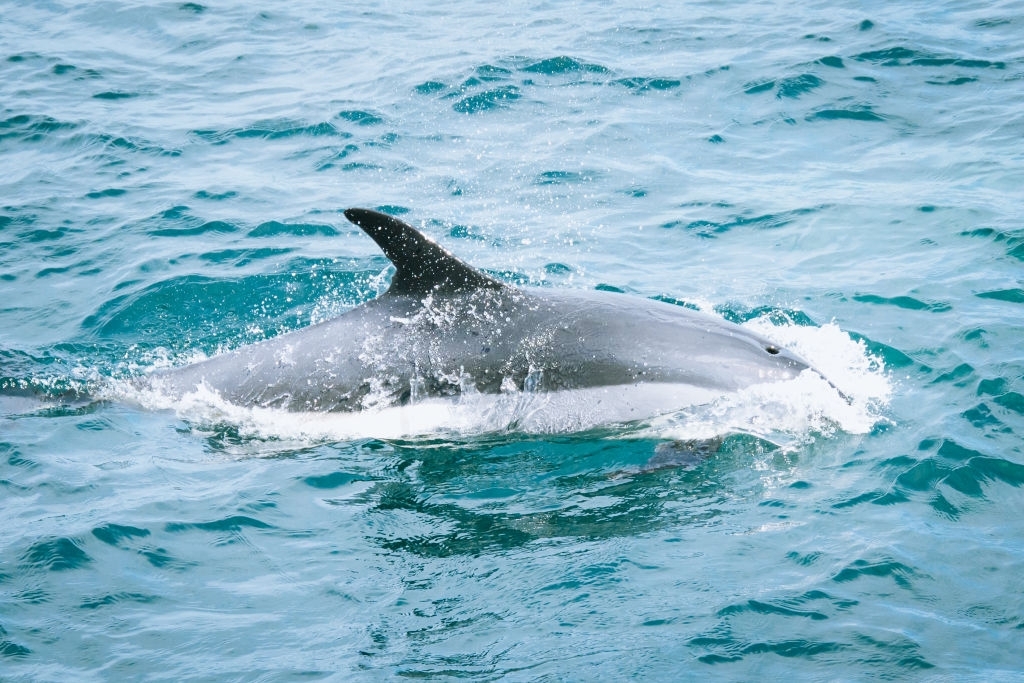 7 Interesting Facts About Dolphins
