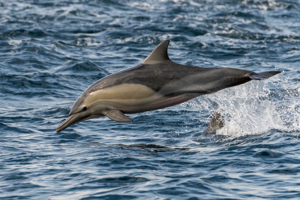 WILD DOLPHIN ADVENTURE TOURS In Rosemary Beach Florida