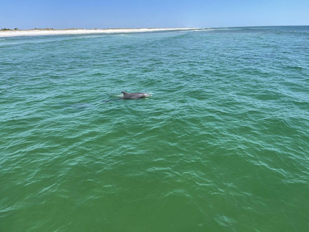 Dolphin Tours in Marina, FL