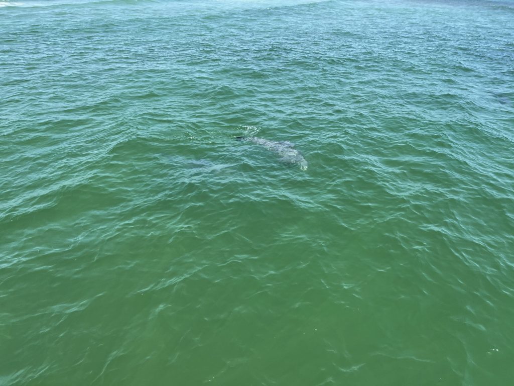 Dolphin Tours in Bristol Harbor Marina, FL