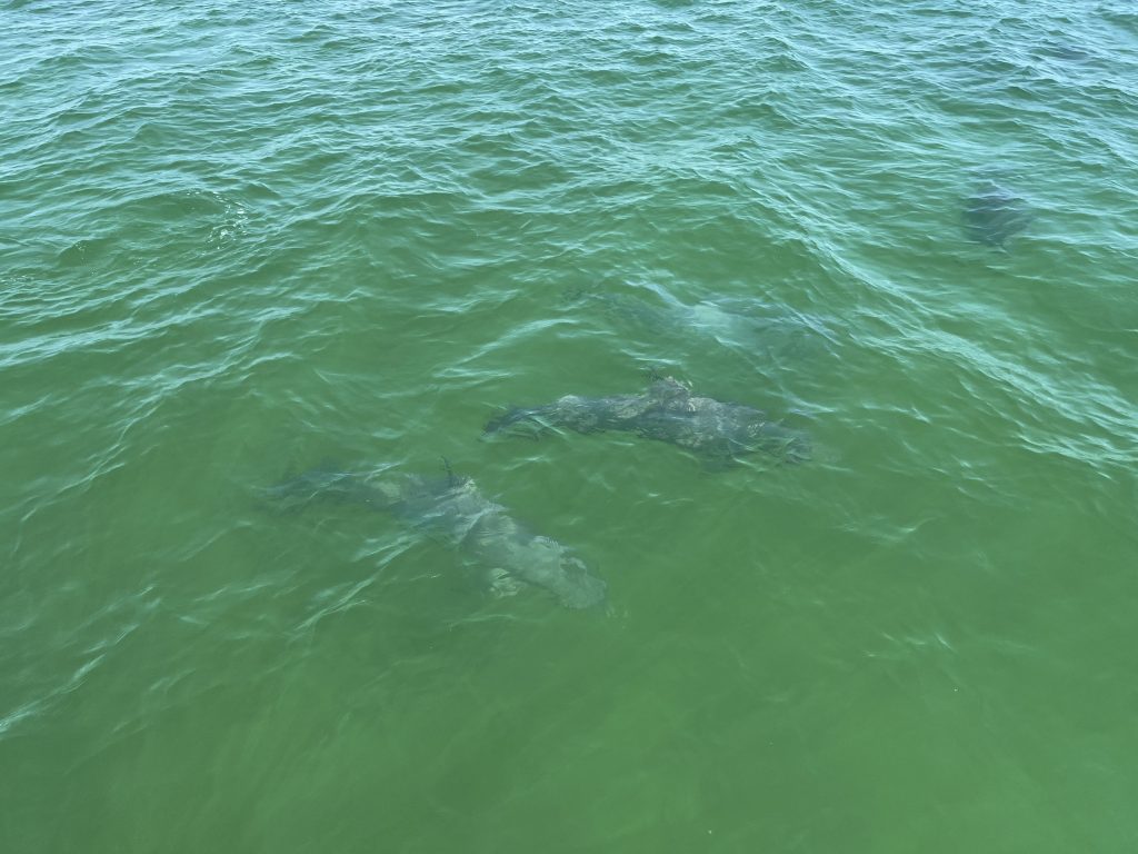 Dolphin Tours in Bristol Harbor Marina, FL