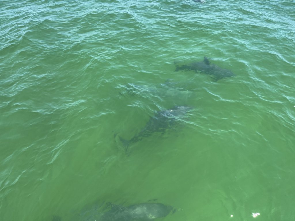 Dolphin Tours in Beach Gulf Lagoon Beach, FL