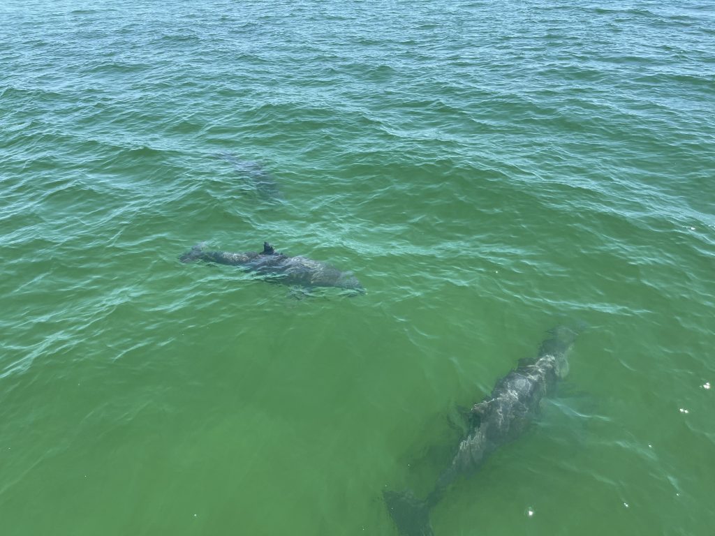 Dolphin Tours in St Andrews Marina, FL