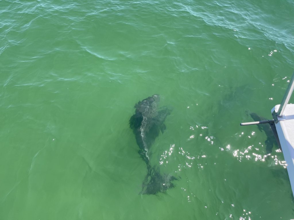 Dolphin Tours in lower grand lagoon, FL