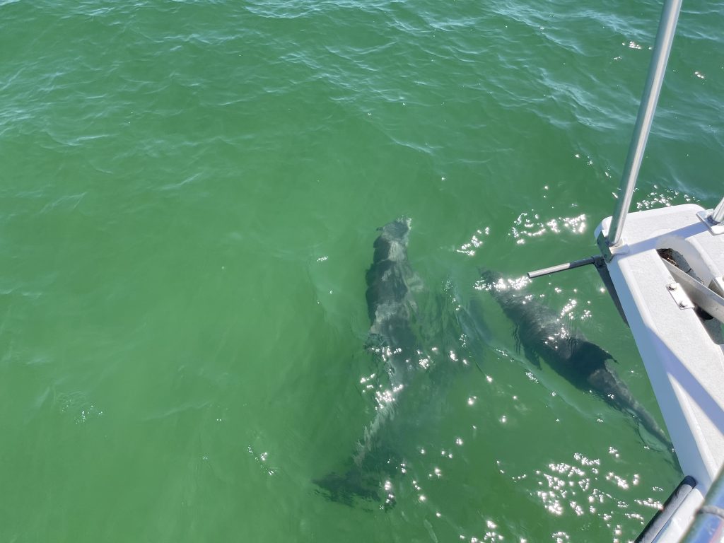 Dolphin Tours in C.S.S Yacht Basin, FL