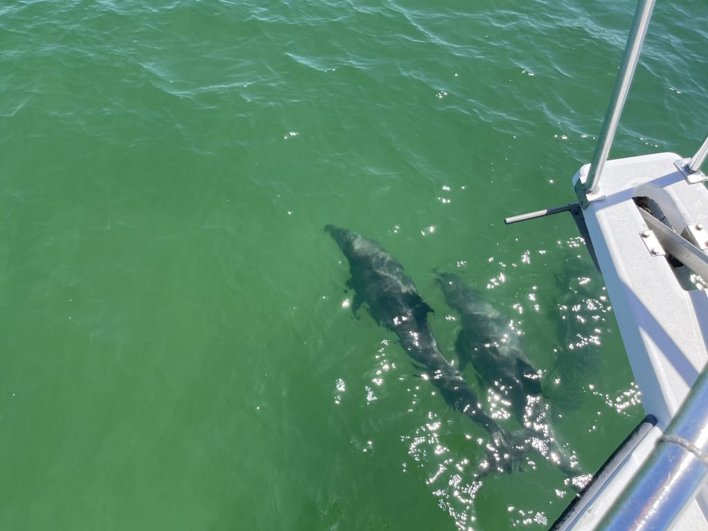 Dolphin Tours in lower grand lagoon, FL