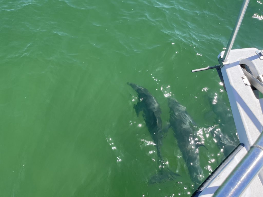 Dolphin Tours in Papa Joe's Bayside, FL