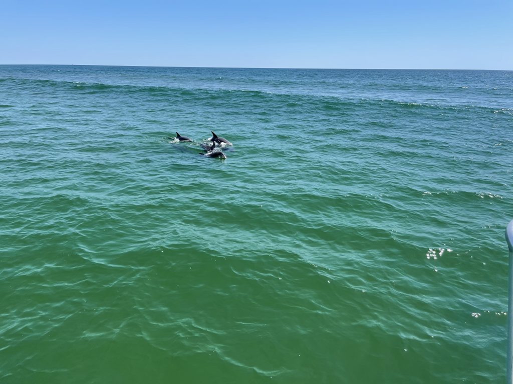 Inlet Beach Dolphin Tours