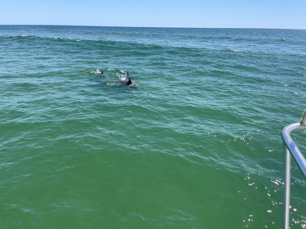 Sisters of The Sea Dolphin Tours