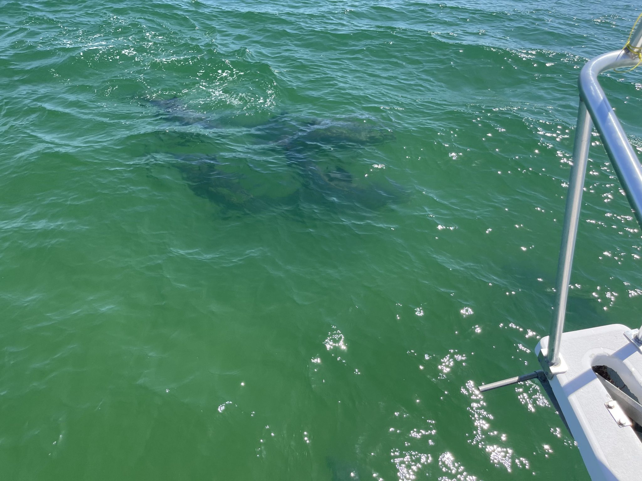 Panama city beach has some of. Panama City Beach Dolphin Tours Dolphin Tours in Panama City Beach