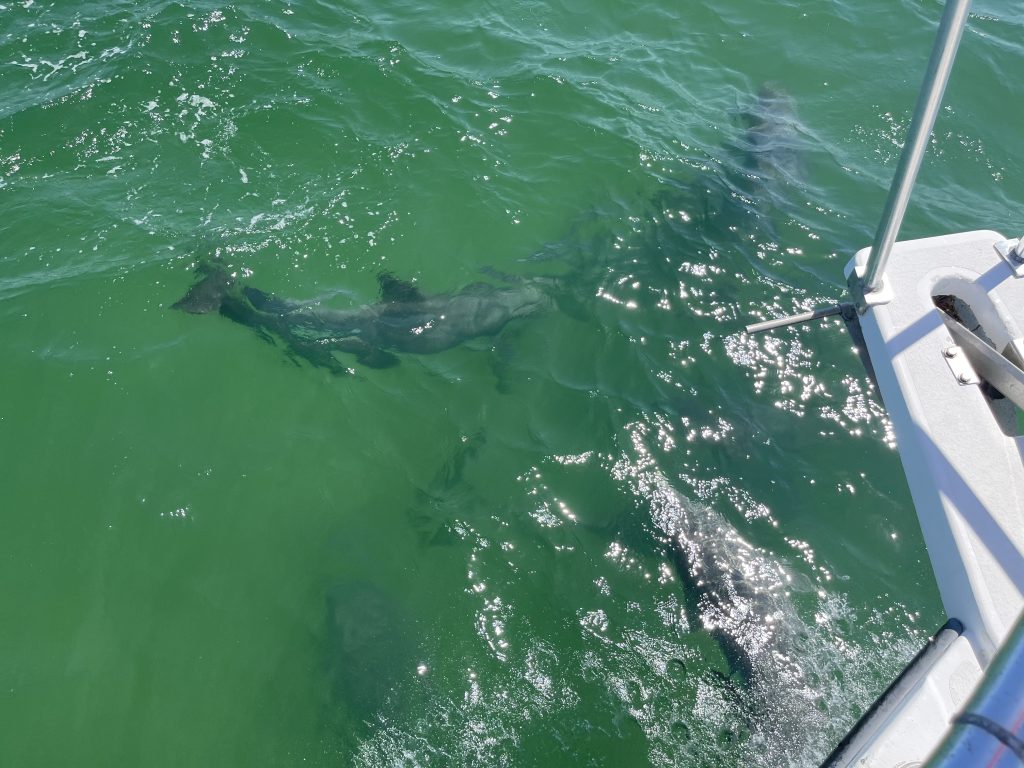 Sun Harbor Marina Dolphin Tours