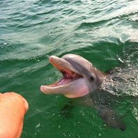 7 Interesting Facts About Dolphins