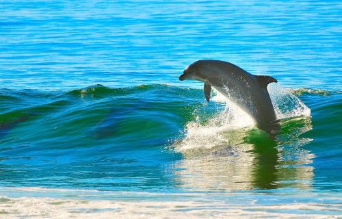 #1 Dolphin Tour in Rosemary Beach