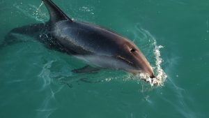 Private Dolphin and Snorkeling Tours