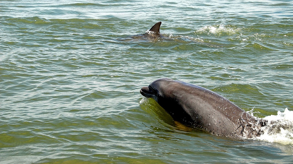 Meet and Greet a Dolphin in Panama City Beach, Florida