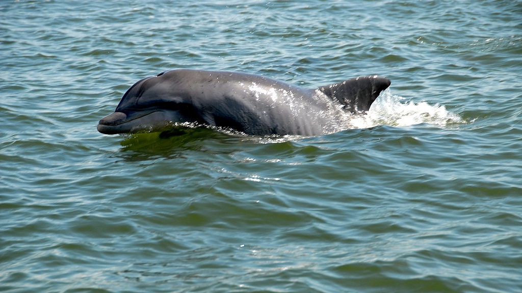 Private Dolphin and Snorkeling Tours