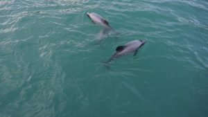 Split Charter Dolphin and Snorkeling Tours