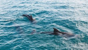 Split Charter Dolphin and Snorkeling Tours