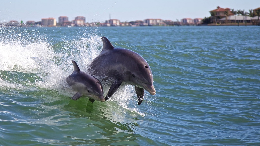 dolphin tours panama city