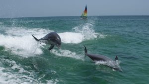 Private Dolphin and Snorkeling Tours