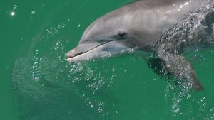 Private Dolphin and Snorkeling Tours